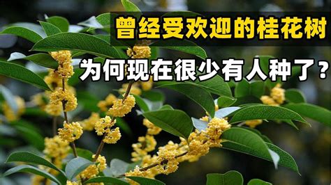 桂花陽台風水|家裡種桂花樹在風水上有什麼講究？這些禁忌要注意！。